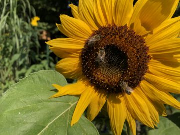 IMG_9382